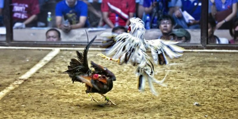 33win2 qq88 bắn cá